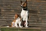 BASENJI 188